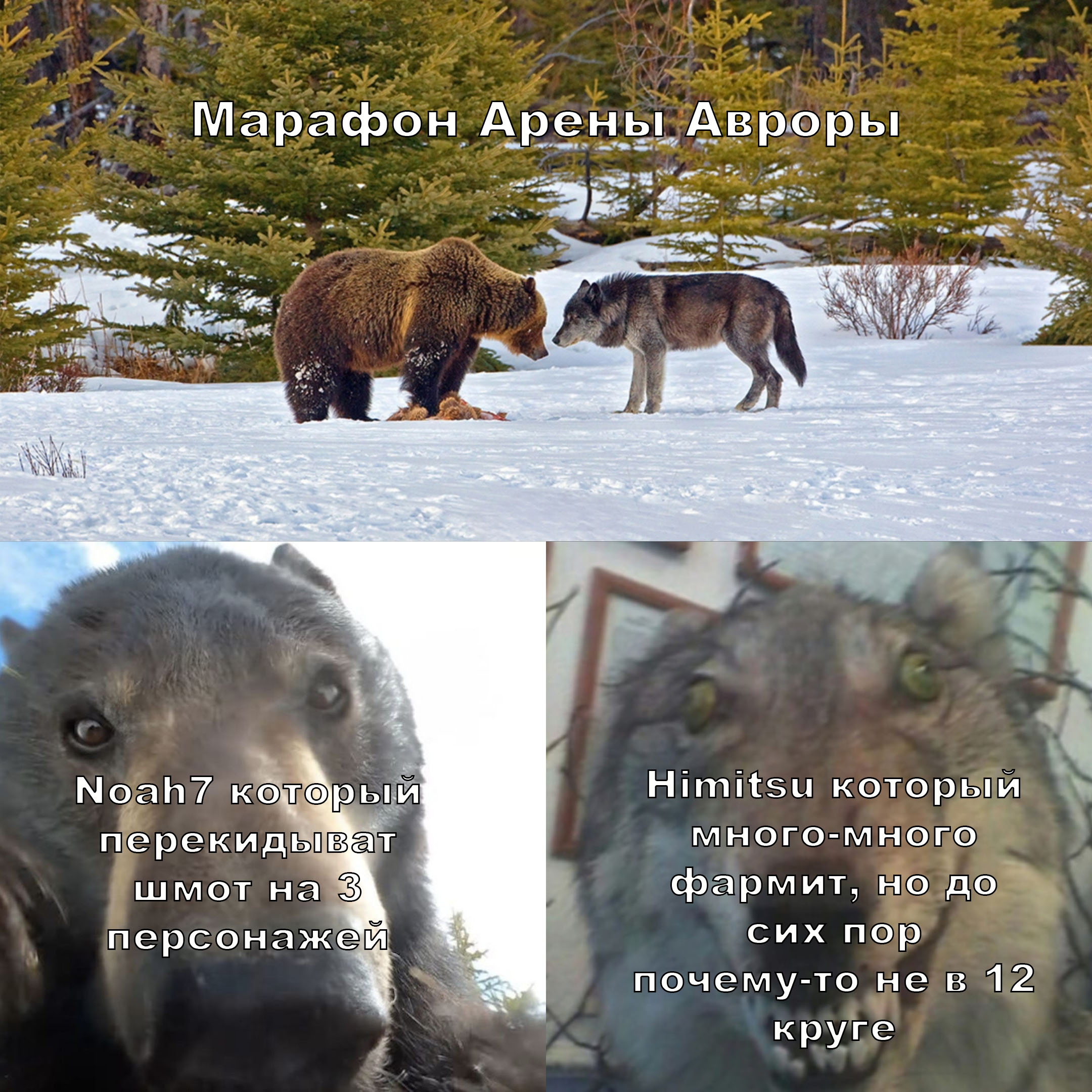 арена авроры.jpg