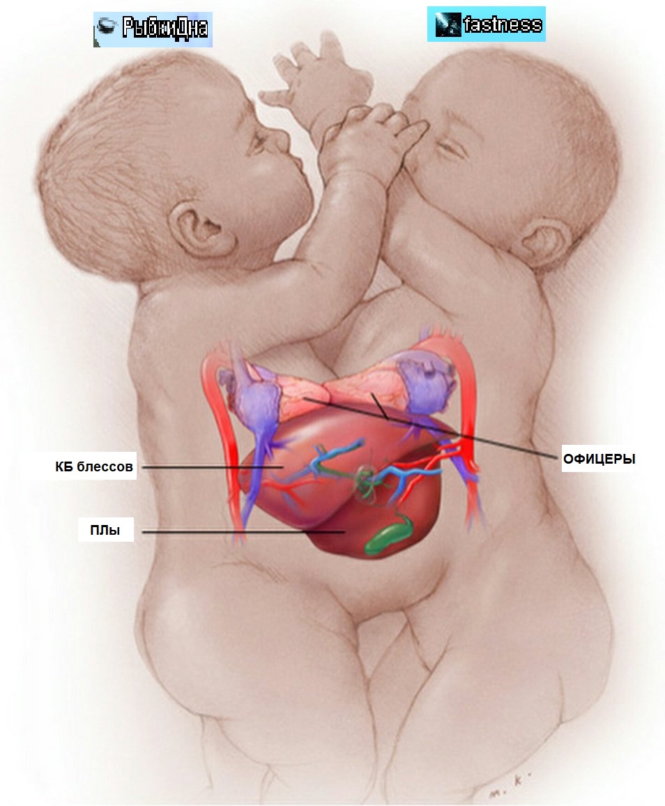 два клана.jpg