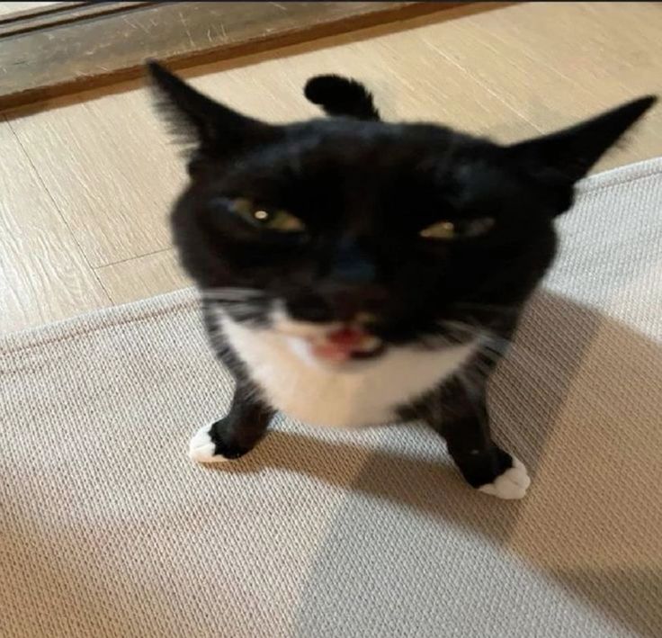довольный кот.jpg