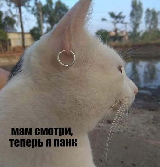 изображение_2025-05-04_114137247.png