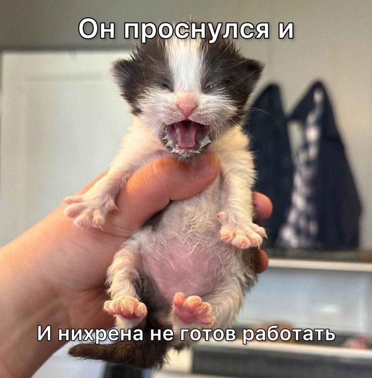 котек на форум.jpg