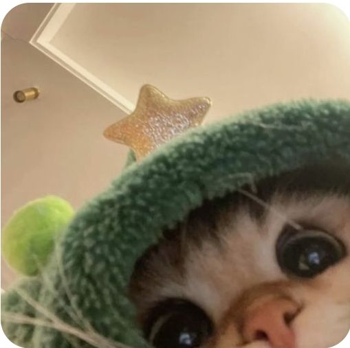 котик звездочка.jpg