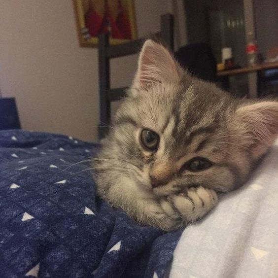 котик лапочка.jpg