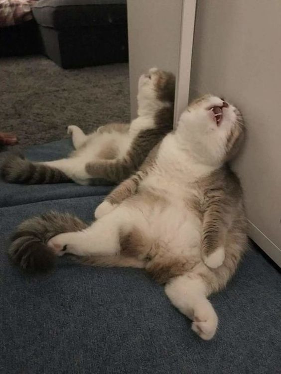 котик устал.jpg