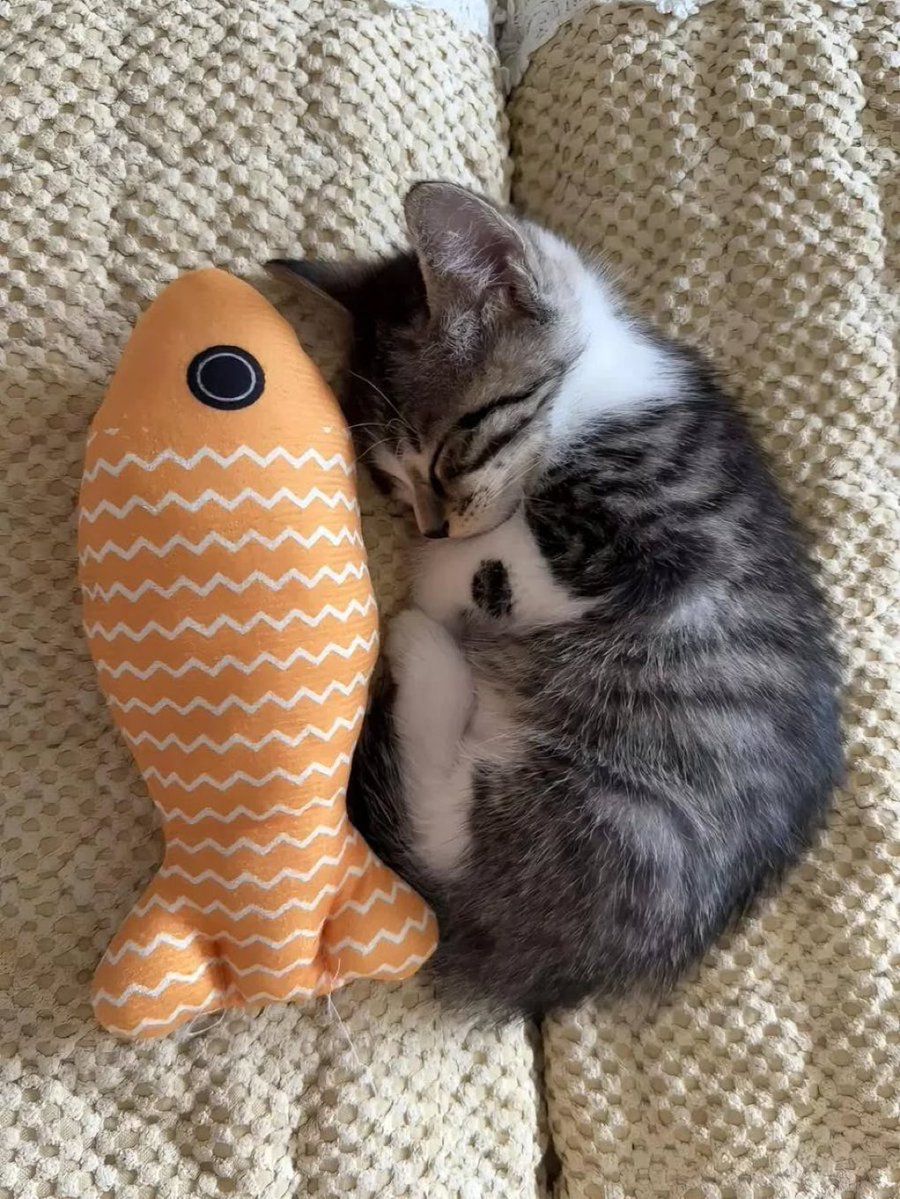 маленький котик и рыбка.jpg