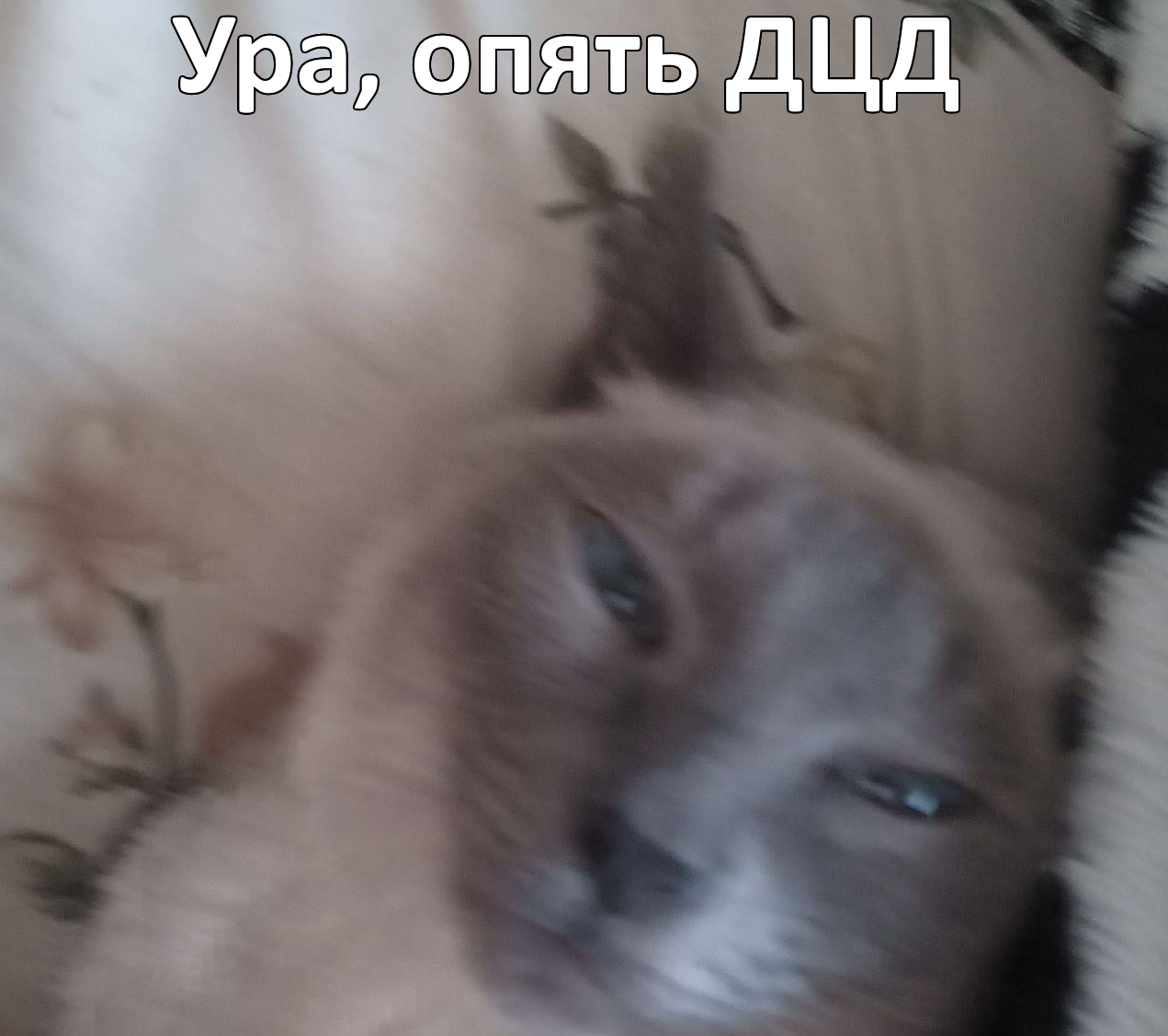 мем1.png