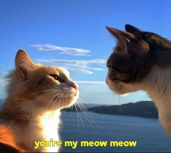 мяу мяу.jpg