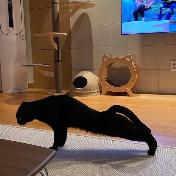 спорт котик.jpg
