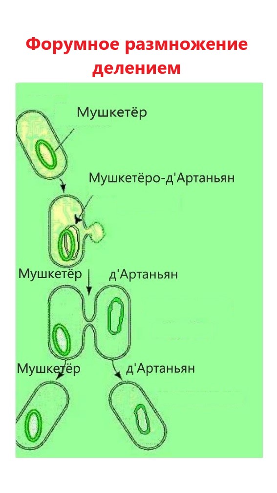 форумное деление.jpg