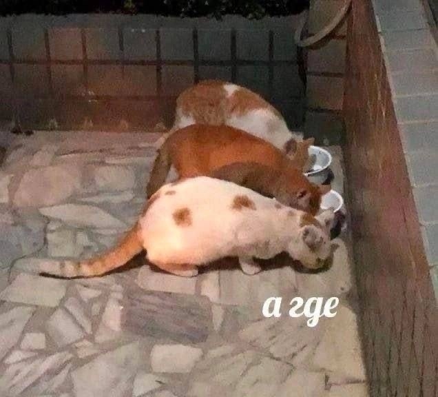 0yFegLYUo-N6ffI83F1DU1nH48YEwTYZAnlrIVSQ1SK-xBNRKZxRe93SXINtwLsyWmCmbP2EVa_g2tRoP3SnnXhP.jpg