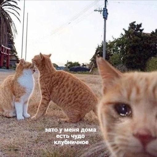 1000003944.jpg