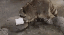 1000037631.gif