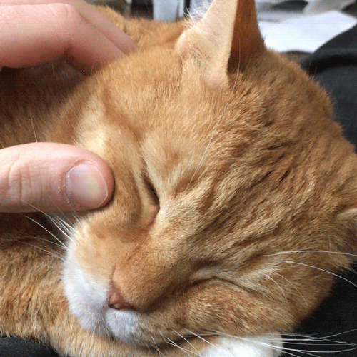1000038906.gif