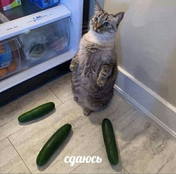 1618830909003.png
