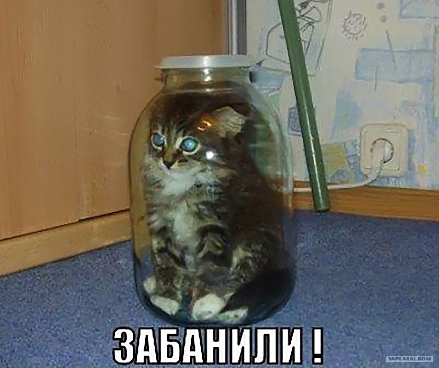 1626135781_18-krasivosti-pro-p-kotenok-v-banke-koti-krasivo-foto-18.jpg