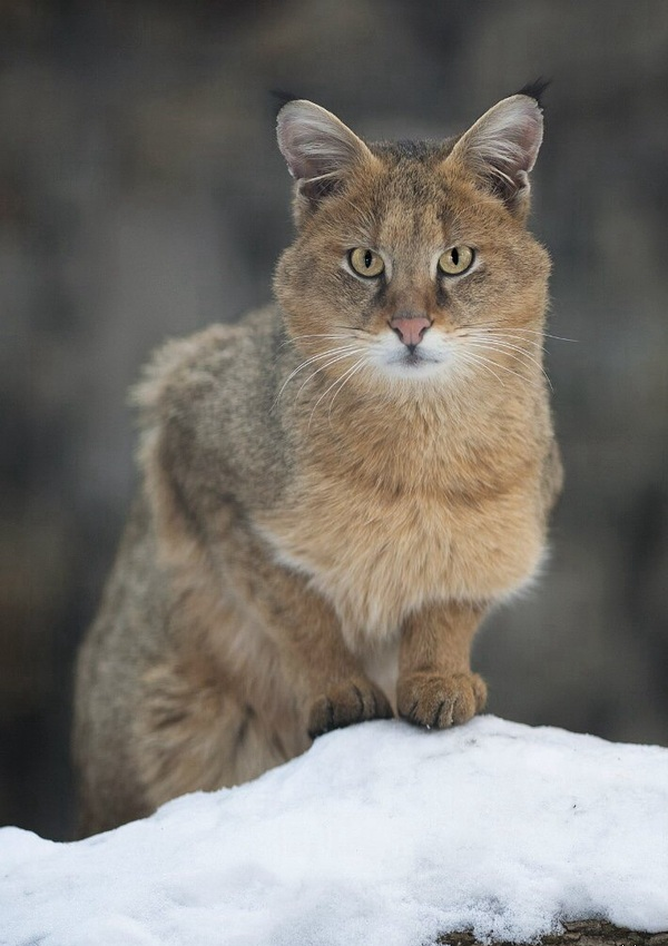 1676277416935.png 1676277416935.png