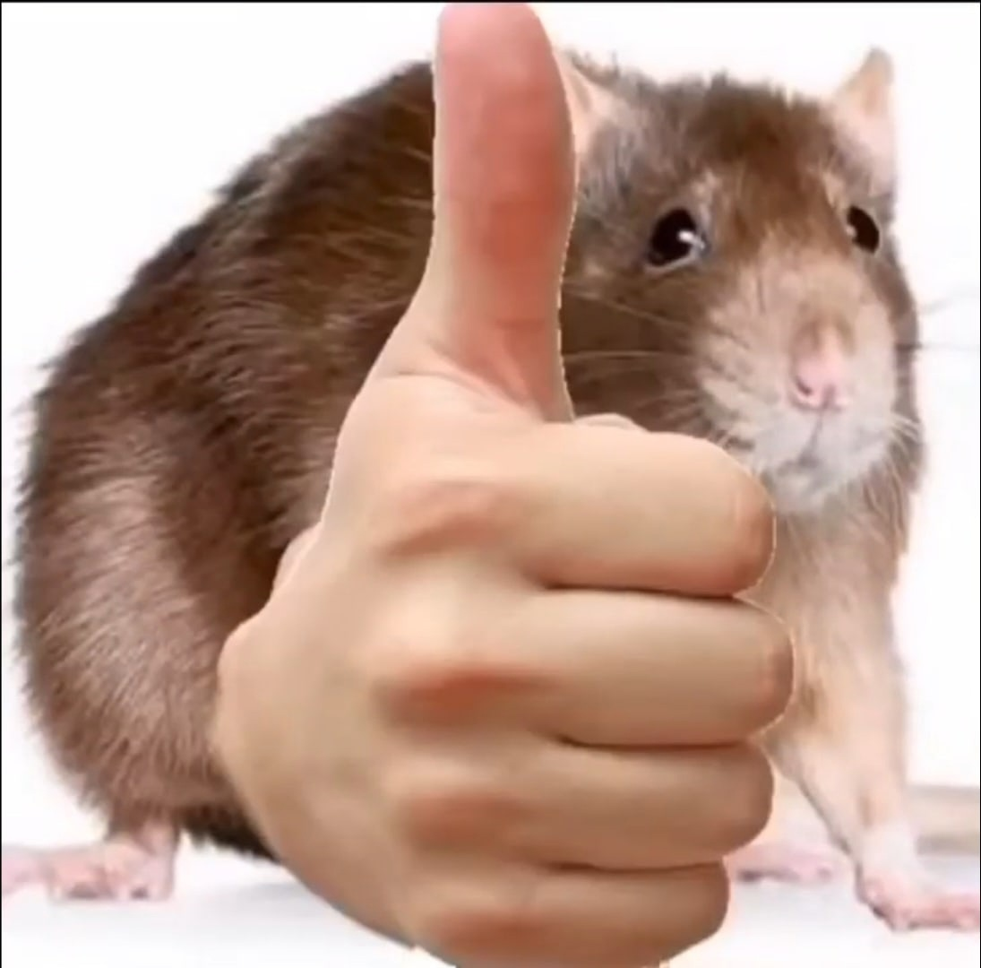 1681295142318.png