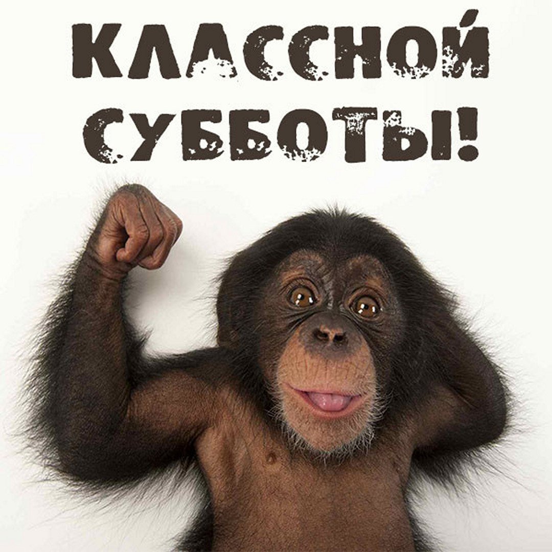 1692572733_pushinka-top-p-dobroe-utro-pyatnitsi-s-zhivotnimi-kartink-19.jpg