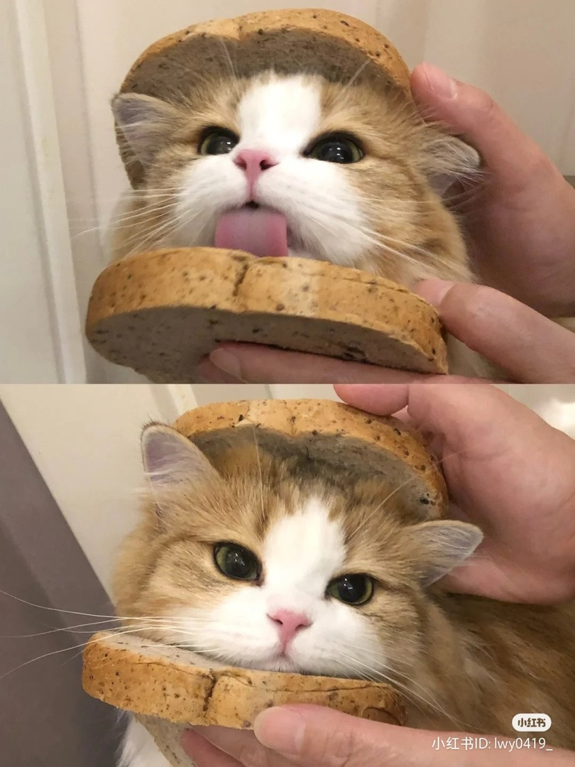 1728054713460.png