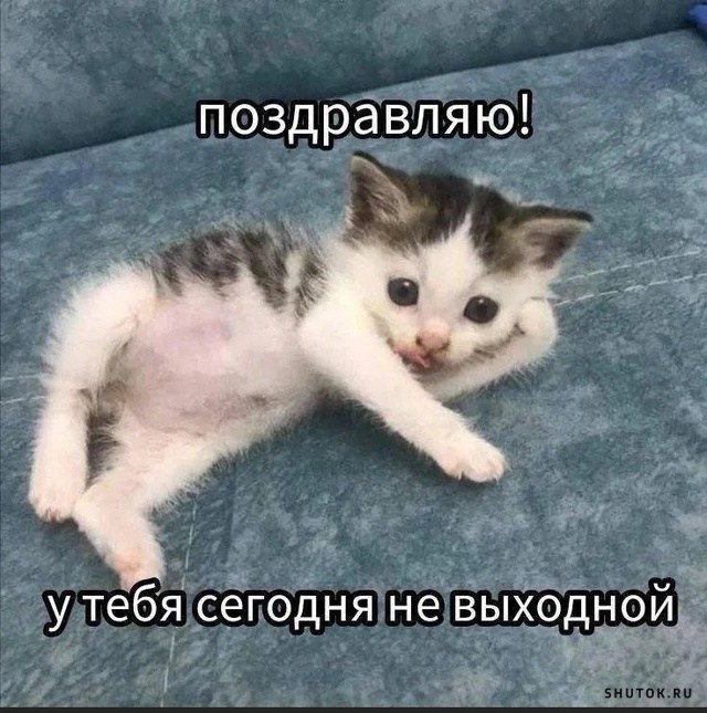 1729264269_shutok.ru.1729185755.jpg