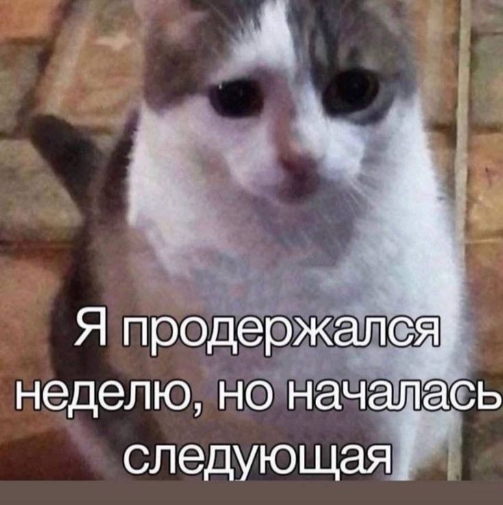 1731942304674.png