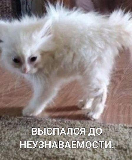 1736668804273.png