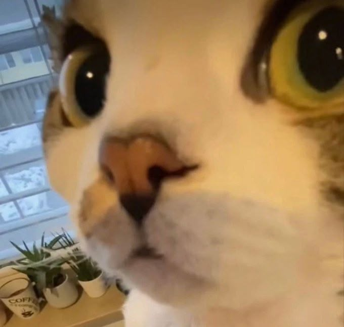 1740500313073.png