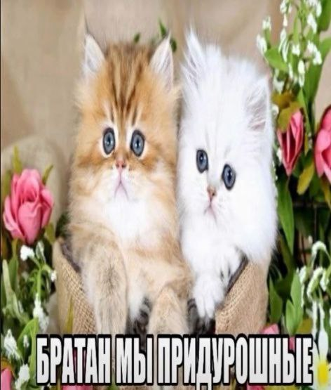 1746962526036.png