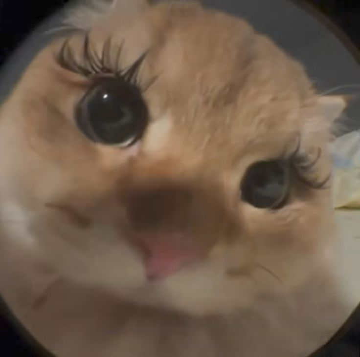 1747594295152.png
