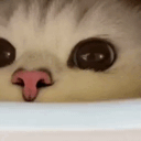 1760681390708.gif