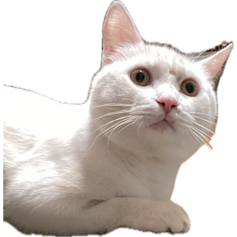 1760891603575.png