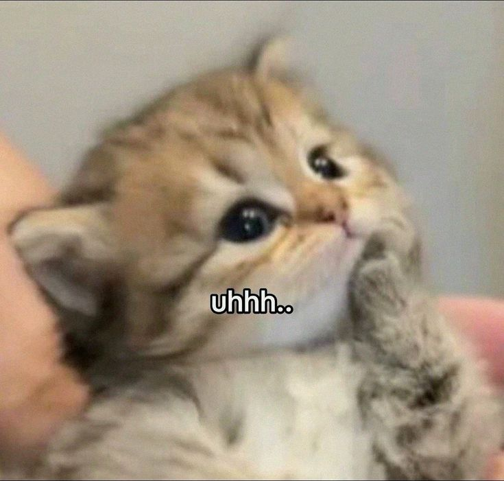 1763725182778.png
