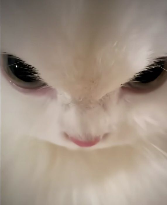 1764431906766.png
