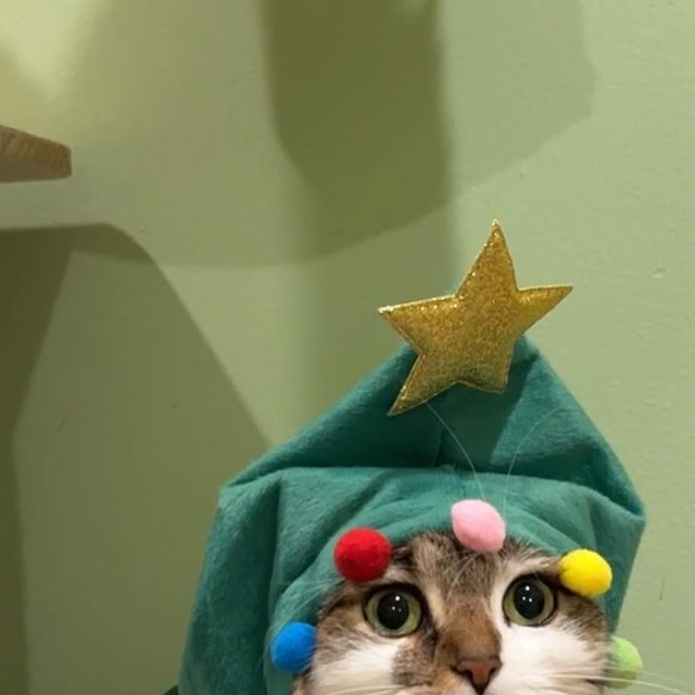 1765177136786.png