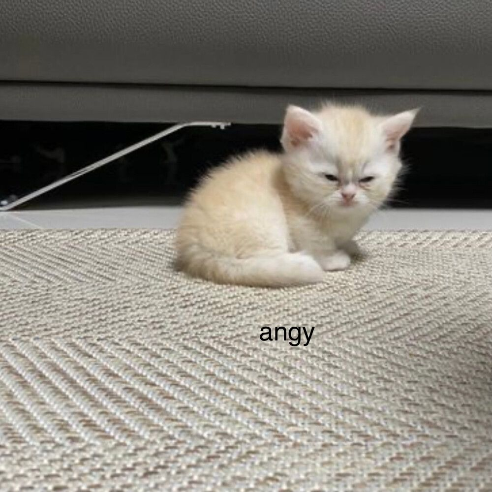1766848485544.png