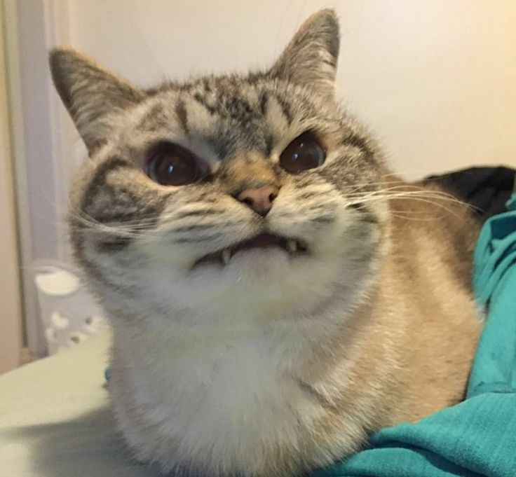 1768739060545.png