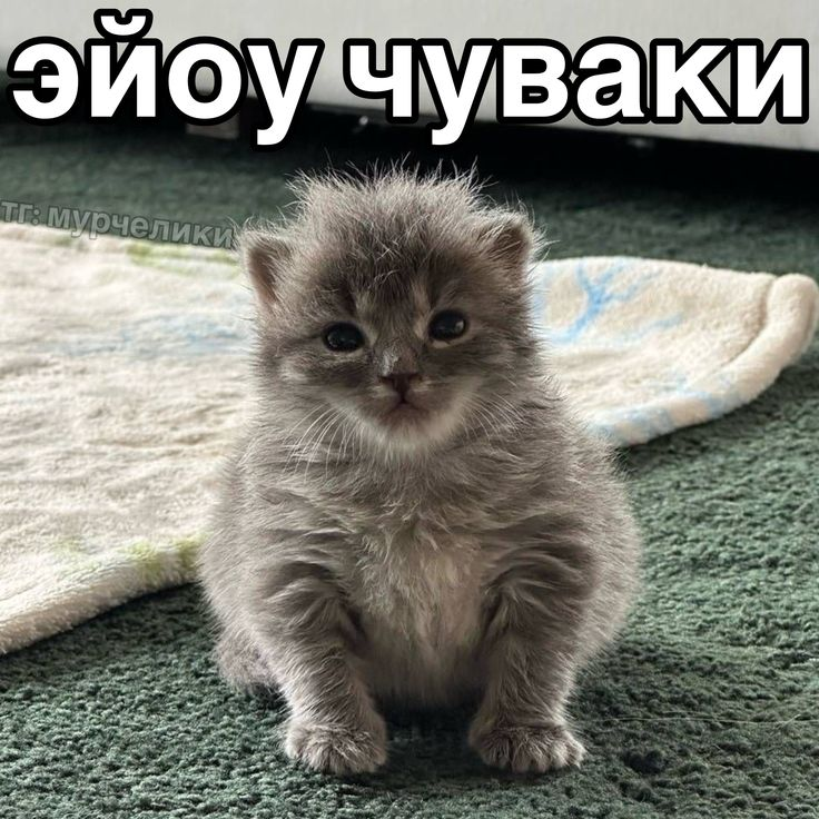 1770052776444.png