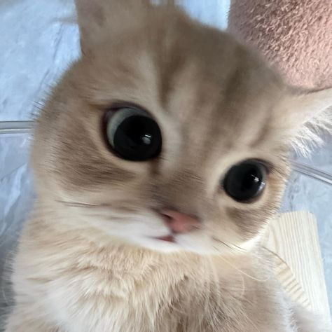 1770132374688.png