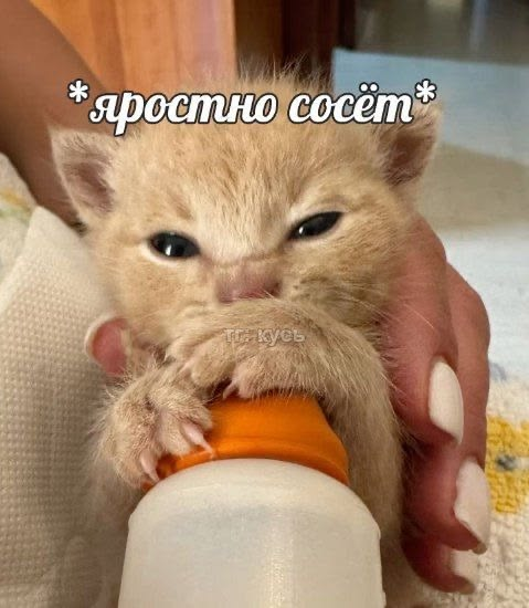 1770884439723.png