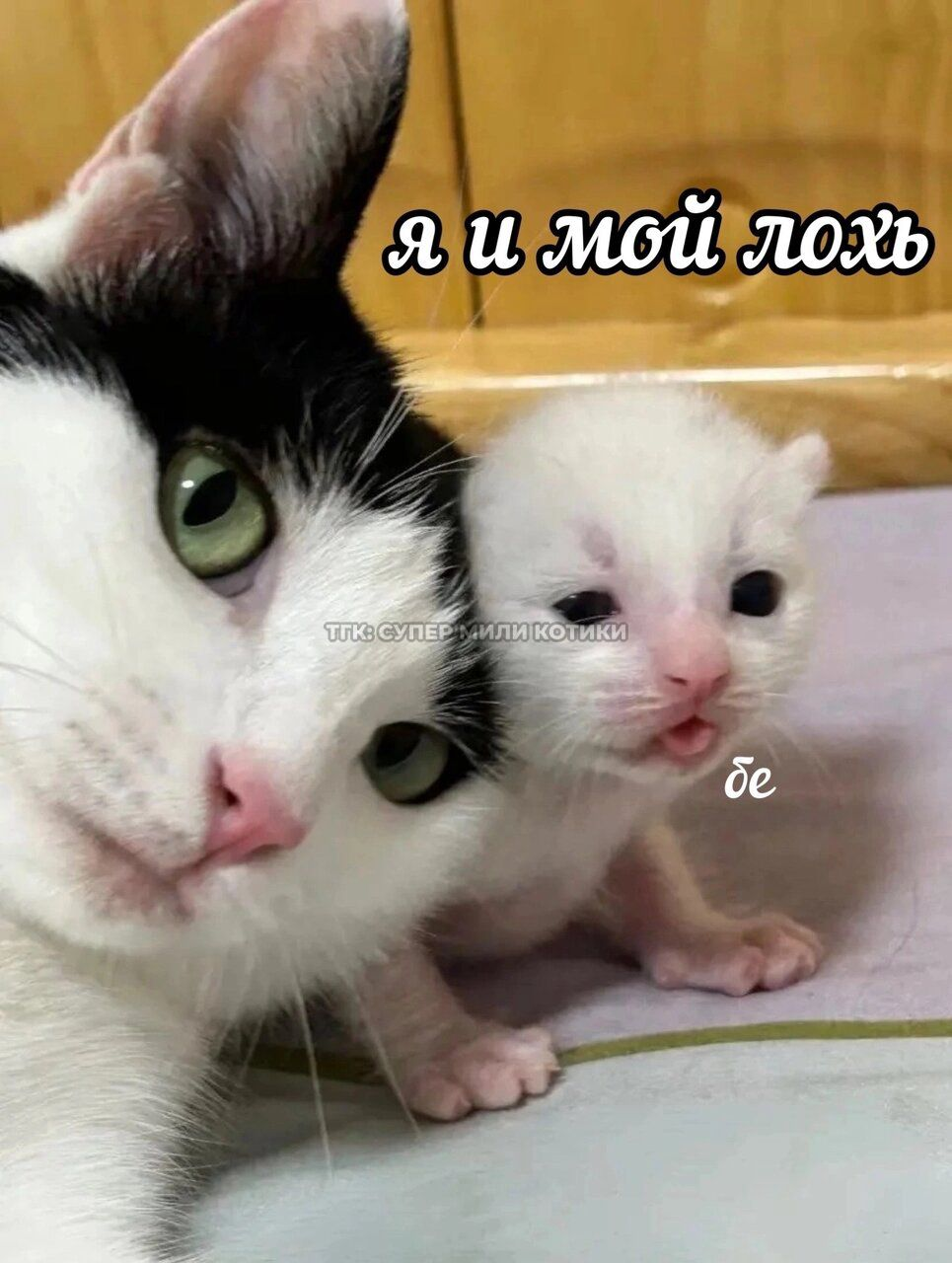 1771354497729.png