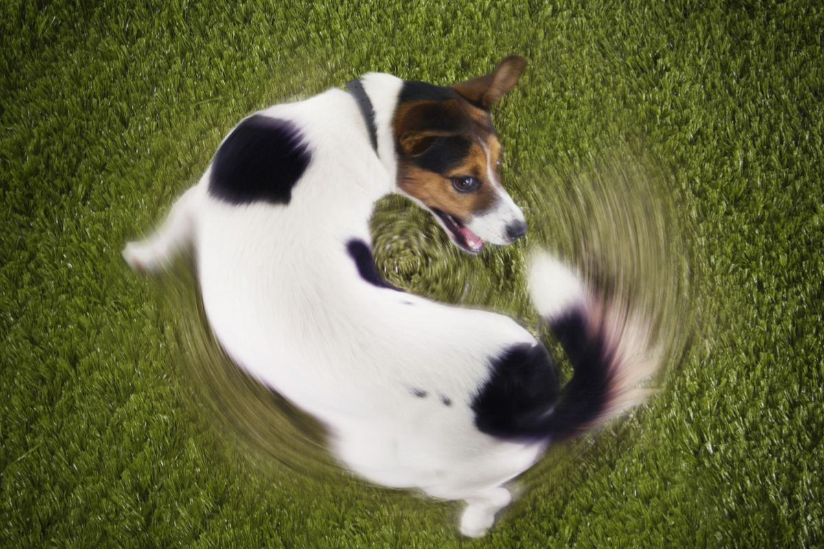 1772193536370.png