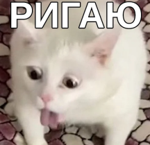 1773387031699.png