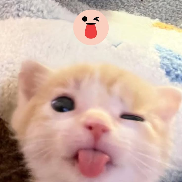 1775063559159.png