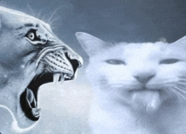 1775721477770.png