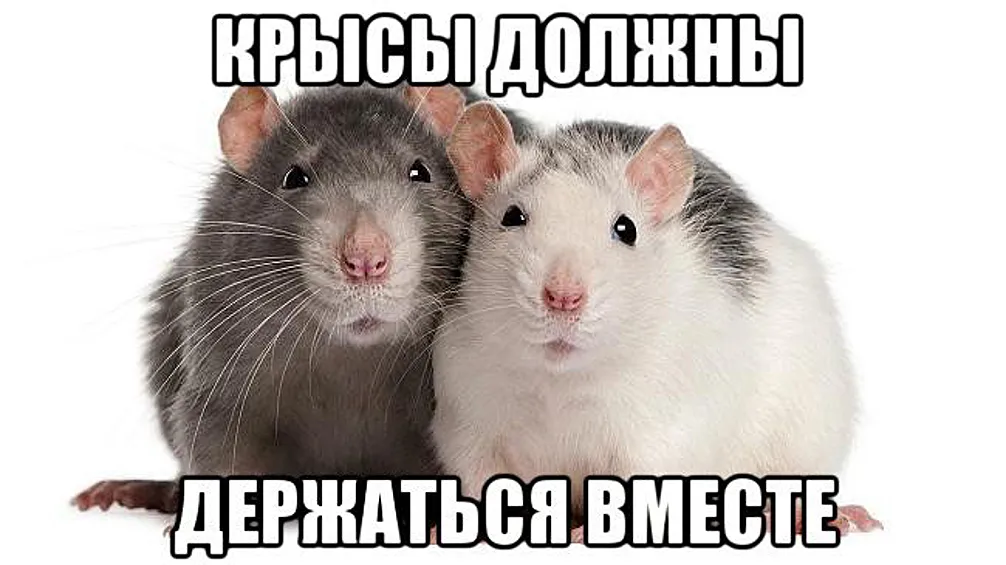 1776153472601.png