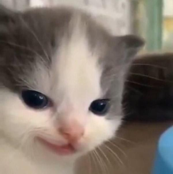 1779128059369.png