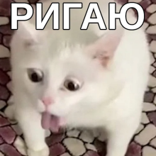 1781604810792.png