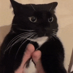 20260120_114228.gif