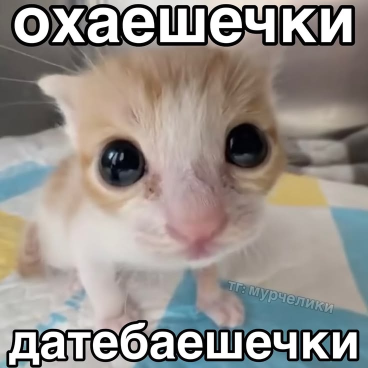 306fb4bdbe559cf6e07cc30fa0fde2b3.jpg