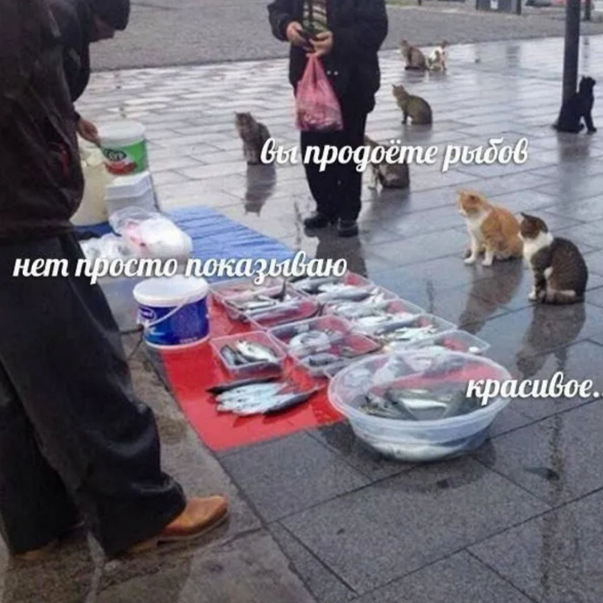4079e6efcb11b93d5b383dd32681fd6f.png